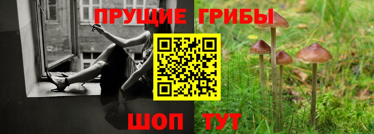 Галлюциногенные грибы Psilocybe Ртищево